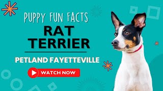 Everything you need to know about Rat Terrier puppies! by Petland Fayetteville 24 views 9 months ago 59 seconds