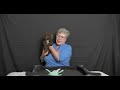 Large mini labradoodle puppies allocation video