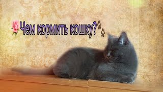 🌼Чем кормить кошку🌼Готовим еду для кошки🌼 🌼Чем кормить кошку🌼Готовим еду для кошки🌼