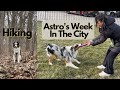 Days In The Life of An Australian Shepherd Service Dog| Trader Joes / HMart Service Dog Training