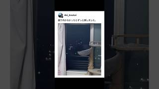 かくれんぼが上手な猫ちゃんたち