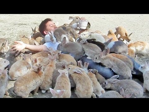 Guy Gets Smothered by Bunnies on Japan's Rabbit Island!