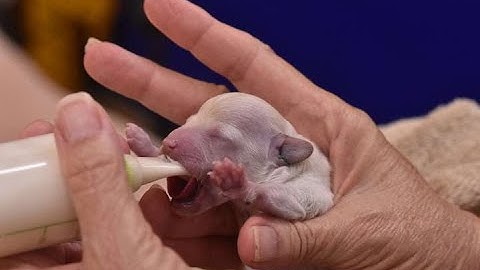 Bottle Feeding Newborn Poodle Puppies