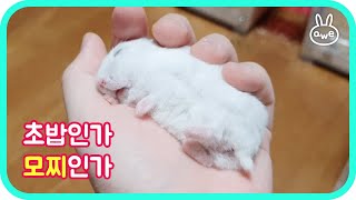 relaxing video_Hamster like a big marshmallow.