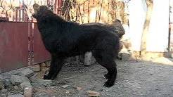 Popular Videos Romanian Raven Shepherd Dog Youtube