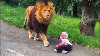 Cuando El Leon Vio A Este Niño En El Camino Lo Que Hizo A Continuación Dejó A Todos En Shock