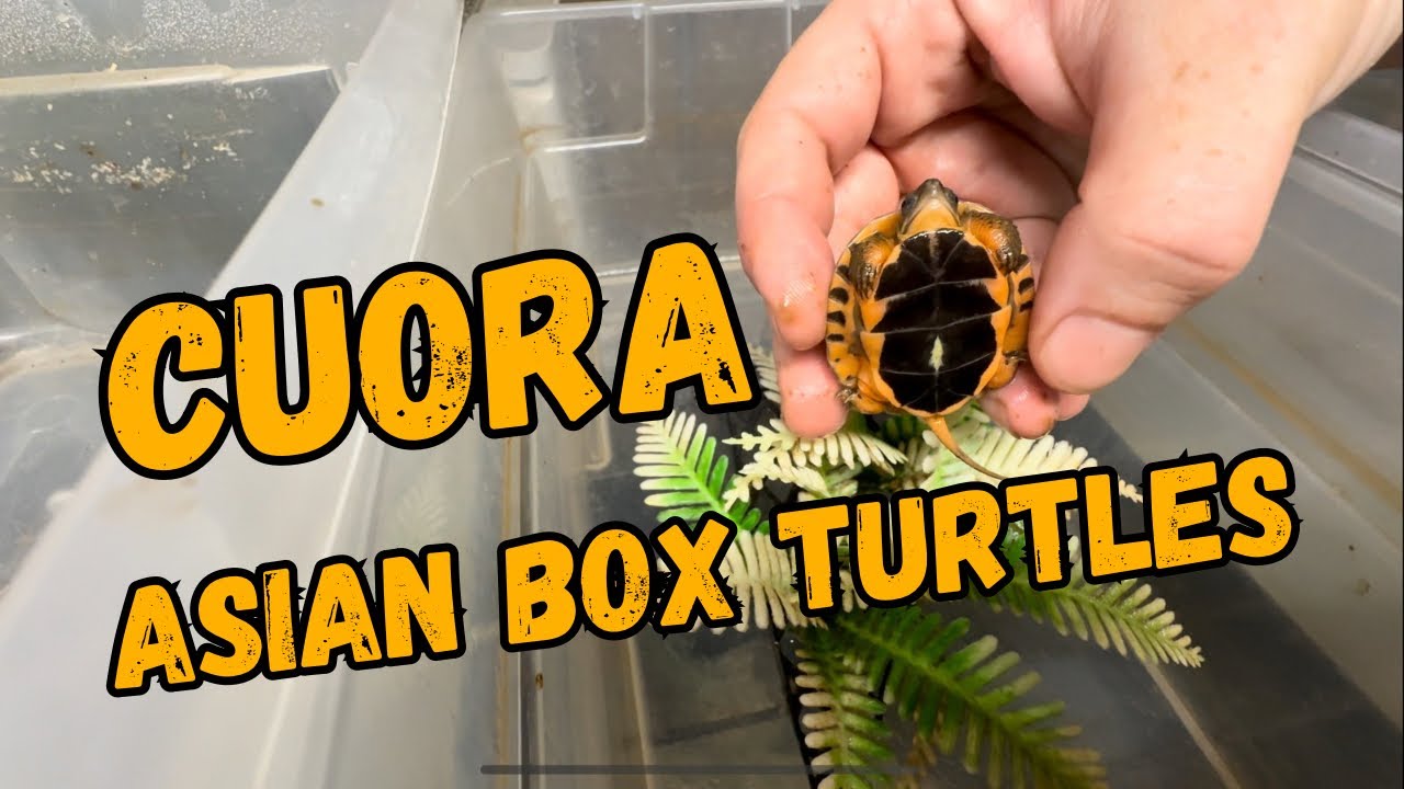 Asian Turtle Tour - YouTube