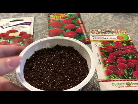 Маргаритка из семян 2020.