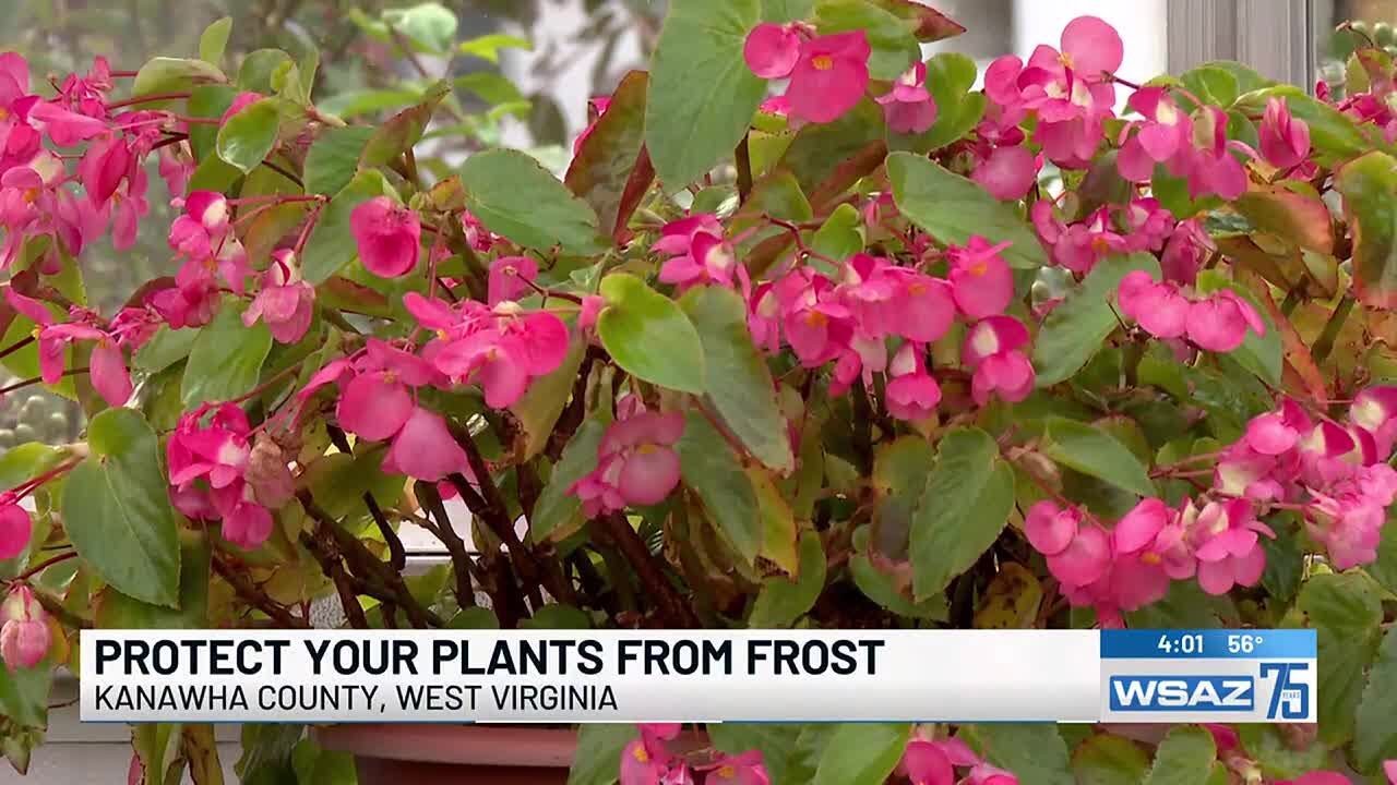 How to protect your plants from frost - YouTube