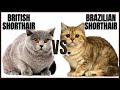 British Shorthair Cat VS. Brazilian Shorthair Cat の動画、YouTube動画。