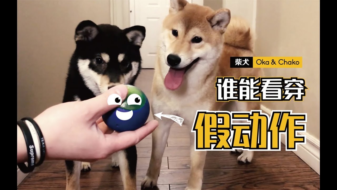 柴犬智商大考驗！玩球時，能識破鏟屎官的假動作嗎？