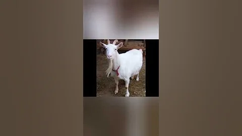 What does it mean to see a goat in a dream? #rüyatabirleri #dreaminterpretations