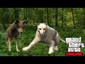 Vidéo gta 5 RP le Coyote et le cougar la rencontre