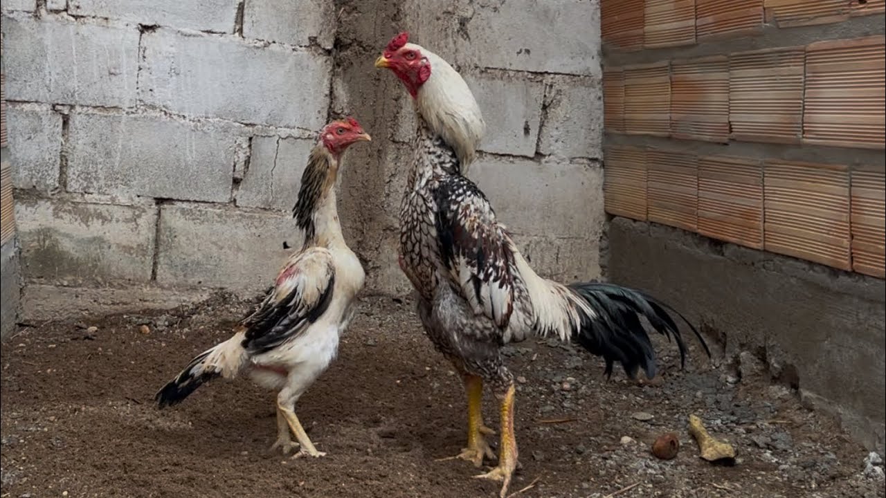 Shamo puro - reprodutor “Loirão da Bambona” e matriz “Esculhambada” 