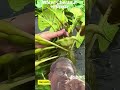 Water Chestnut Harvesting পানিফল হারভেস্ট #harvesting #youtube #shorts #fruit