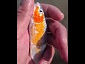 Subscribe and like vidios if you want to see amazing vidio of nature.pls lets go to500subscribe.thx