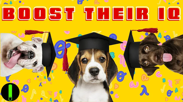 Never Seen Before Dog Training Will Show You How To Make Your Dog Smarter! (Brain Training For Dogs)