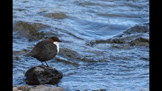 Whitethroated Dipper