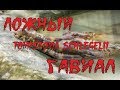 ЛОЖНЫЙ ГАВИАЛ! ГАВИАЛОВЫЙ КРОКОДИЛ ИЛИ Tomistoma Schlegelii.