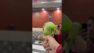 Parrot sound❤️ #parrot #funny #talkingparrot #talkingparot #talkinganimal