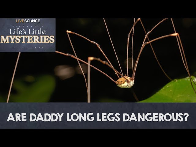 Mommy Long-Legs, This is actually a Harvestman spider. Comm…