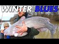 Locating and Catching Trophy Catfish in the Winter