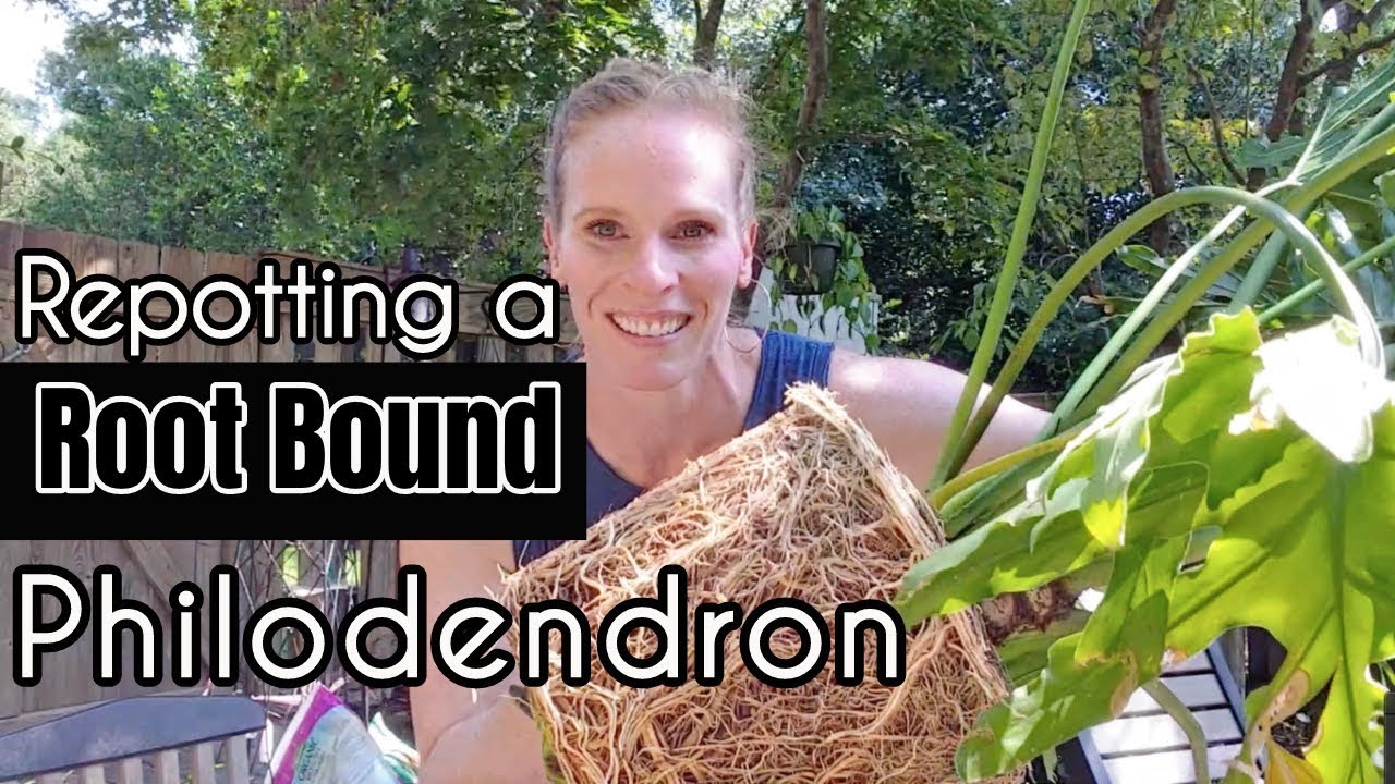 How to Fix a Rootbound Plant Philodendron binnatifidum How to Fix a Rootbound Plant Philodendron binnatifidum