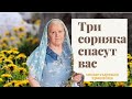 Полный цикл бесед О ЛЕЧЕНИИ ТРАВАМИ. Елена Федоровна Зайцева.