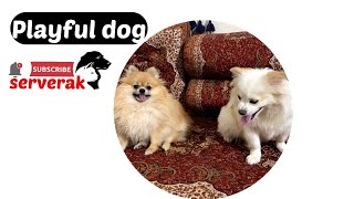 Animals Dog Animal Protection