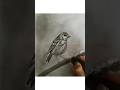 How to Draw a Bird 🐦 Sitting on Branch #drawing #art #shorts