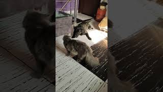 Cat vs Dog/funny cat videos 2022/ #short