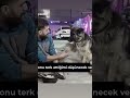 #shorts #shortvideo #shortsvideo #trendingshorts #trending #viral #viralvideo #dog #vefa #köpek #aşk