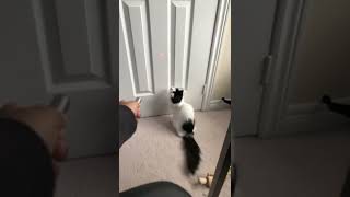 Laser pointer vs. Cat