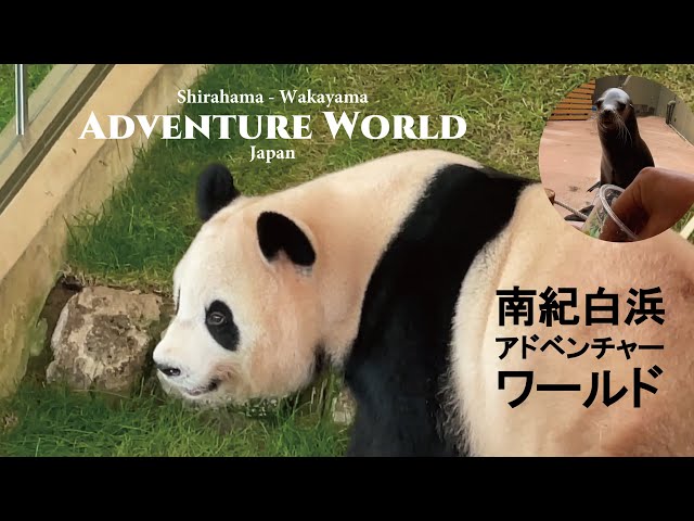 ★超レア 限定☆ 南紀 白浜 アドベンチャーワールド パンダ全6種＋ピンナップ アドベンチャーワールド公式POP-UP先行パンダコレクション