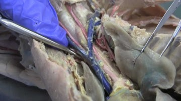 Cat Dissection - blood vessels (HD video, basic anatomy) 2