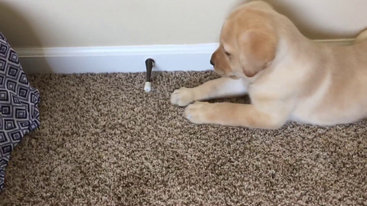 Labrador playing with door stopper YouTube