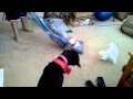 Dogs vs vacuum cleaner