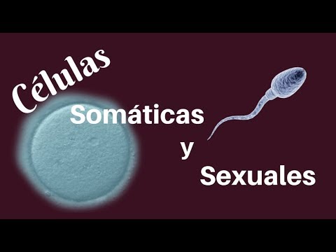 Vídeo: Diferencia Entre Células Somáticas Y Gametos