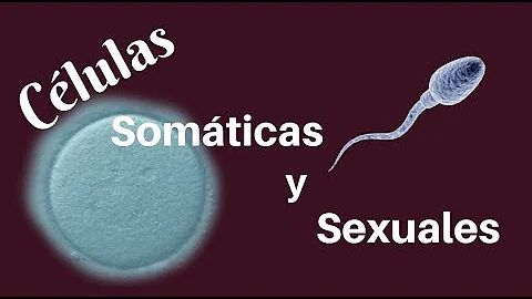 ¿Qué son las células sexuales?