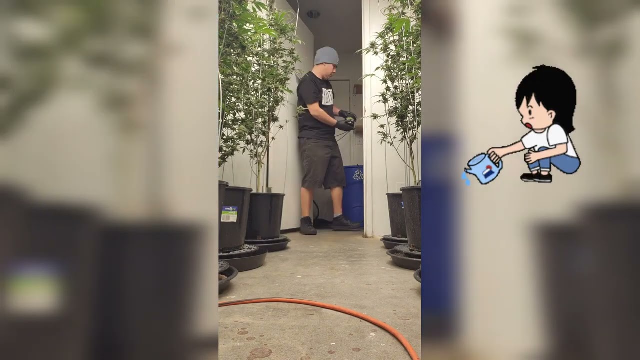 AB GROWING - TNB THE ENRICHER MIXING & FEEDING   DO YOU WANT TO BE SPONSORED BY TNB NATURALS 2023