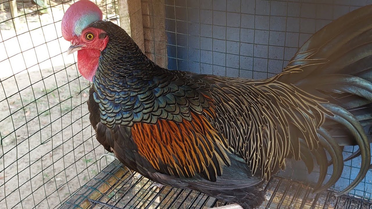 Absen Koleksi Bli Div Farm - YouTube