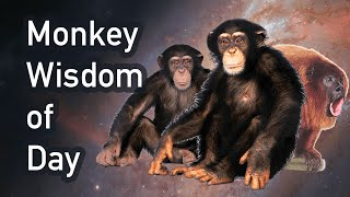 Monkey Wisdom of Day (INSPIRATIONAL)