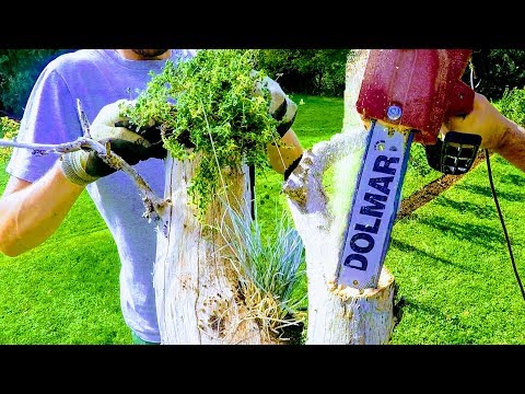 वीडियो: सेडम का एक छोटा पेड़ कैसे उगाएं - स्टोनक्रॉप का पेड़ उगाना