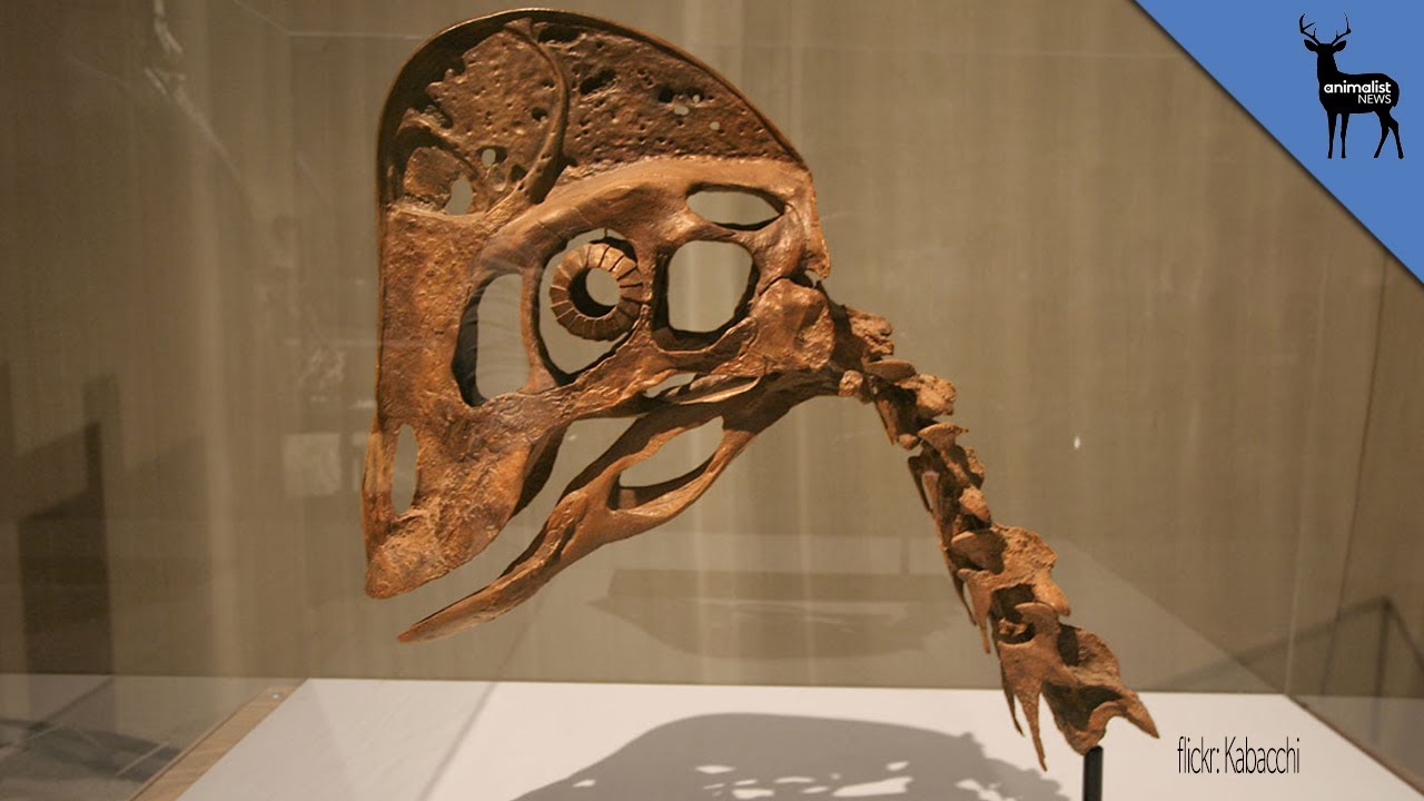 Meet Kryptodrakon: Oldest Known Pterodactyl Found in China