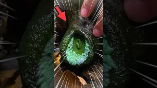 Ако видиш това, никога не го гледай с очите си! 😰🚫