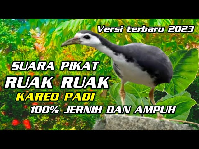 Suara burung ruak - ruak //birdtrap class=