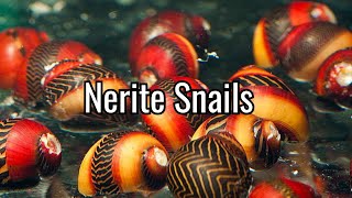 Species Spotlight: Nerite Snail