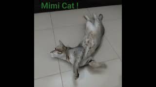 Relact Mimi | Run after calling bell 🔔 #ytshortsvideo #topsearch #toptrend #catvideos |