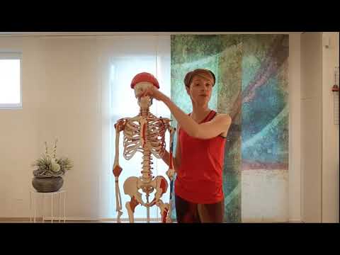 Tutorial: anatomia della respirazione anatomia e esercizi