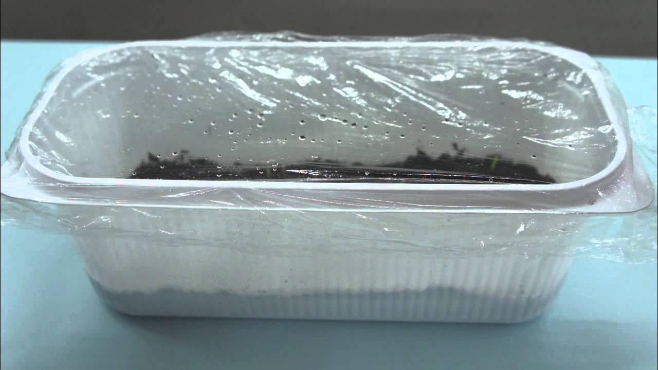 Надо ли рассаду накрывать пленкой. Рассада под пленкой. Лутрасил 60. Надо ли рассаду накрывать пленкой. Рассада под пленкой.